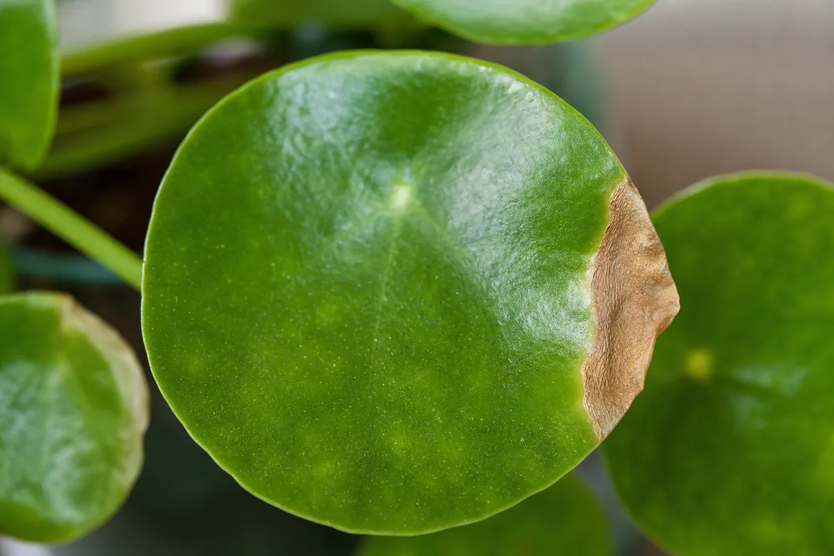 Close-up of Brown Tips on Pilea Peperomioides - diagnostic detail