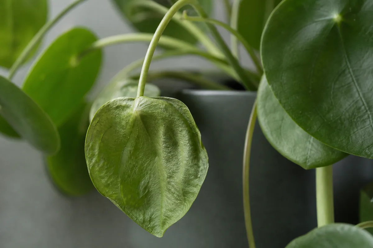 Close-up of Drooping Leaves on Pilea Peperomioides - diagnostic detail