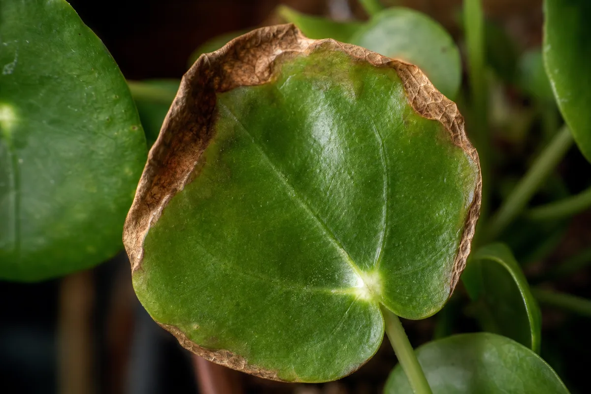 Close-up of Low Humidity on Pilea Peperomioides - diagnostic detail