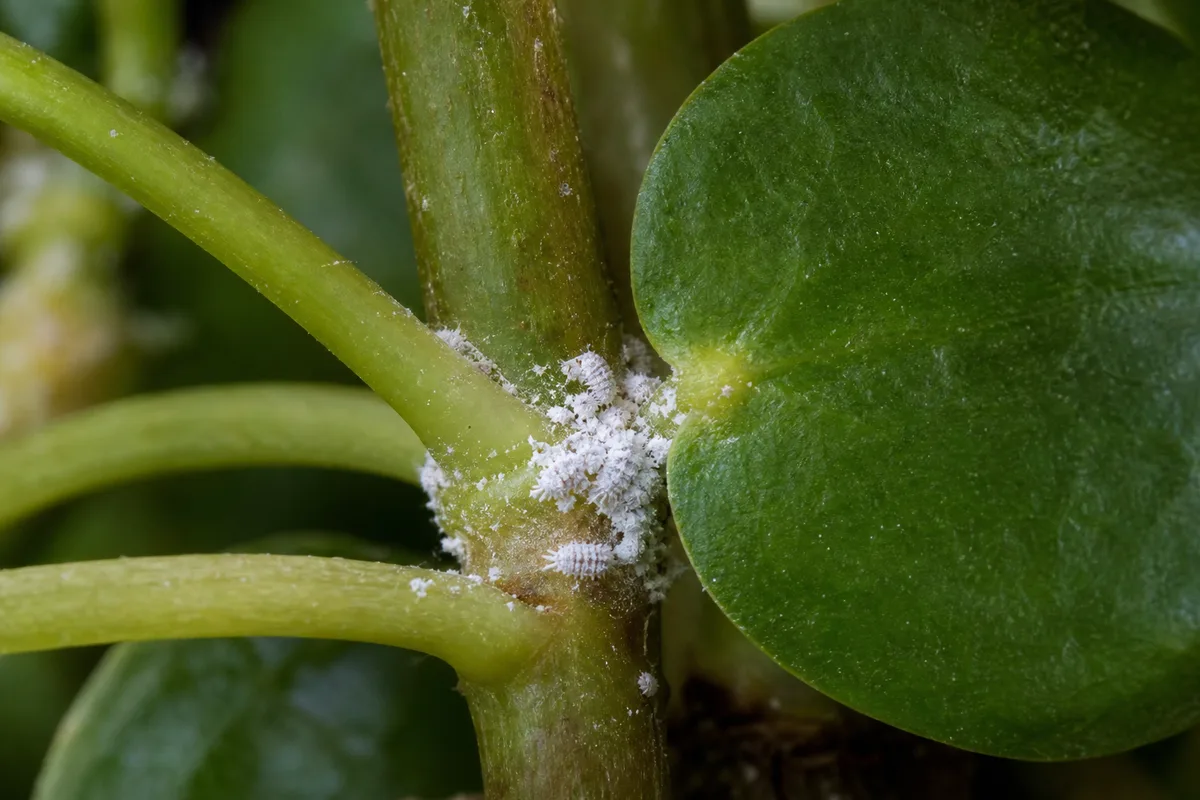 Close-up of Mealybugs on Pilea Peperomioides - diagnostic detail