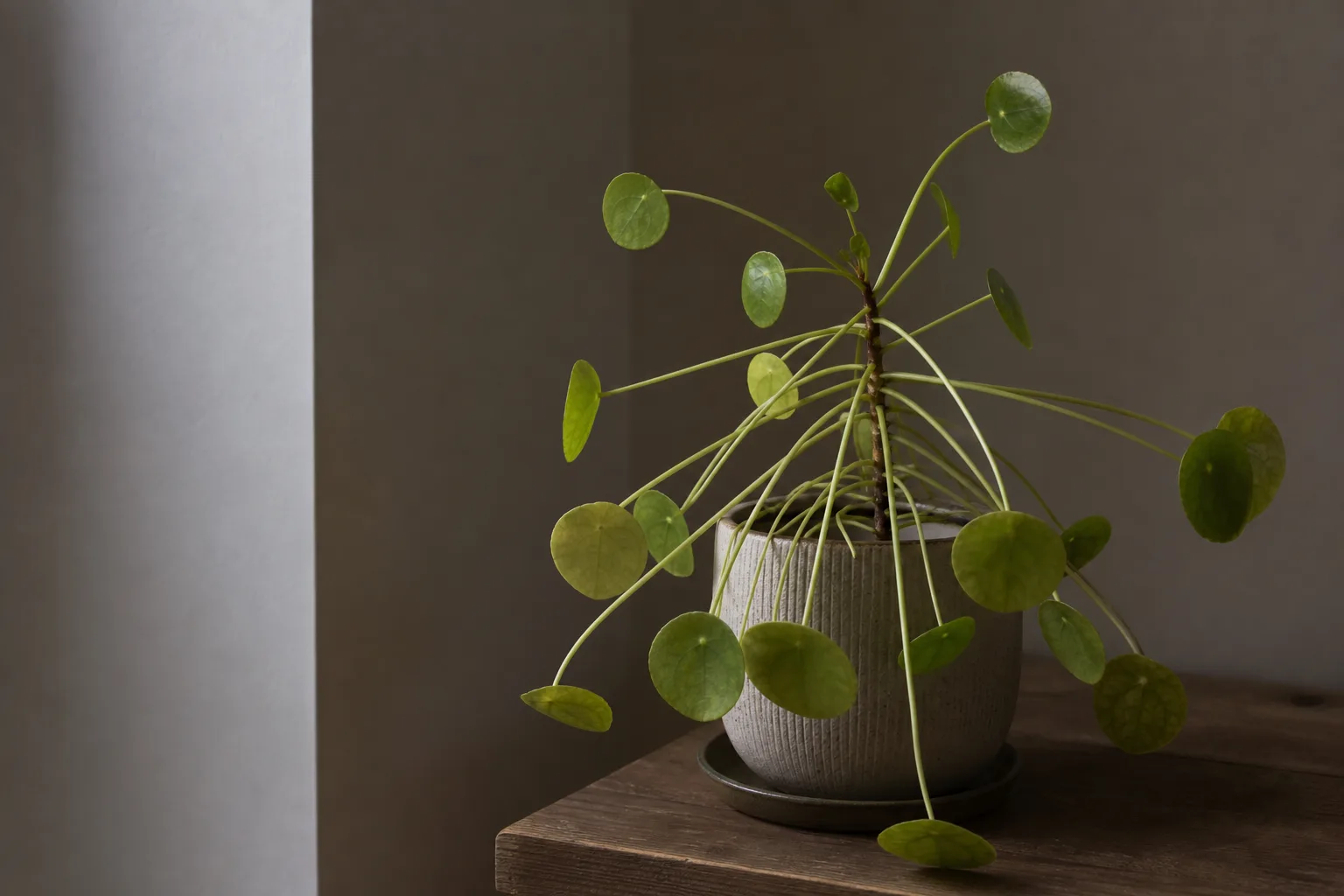Not Enough Light on Pilea Peperomioides - visible symptom on the plant