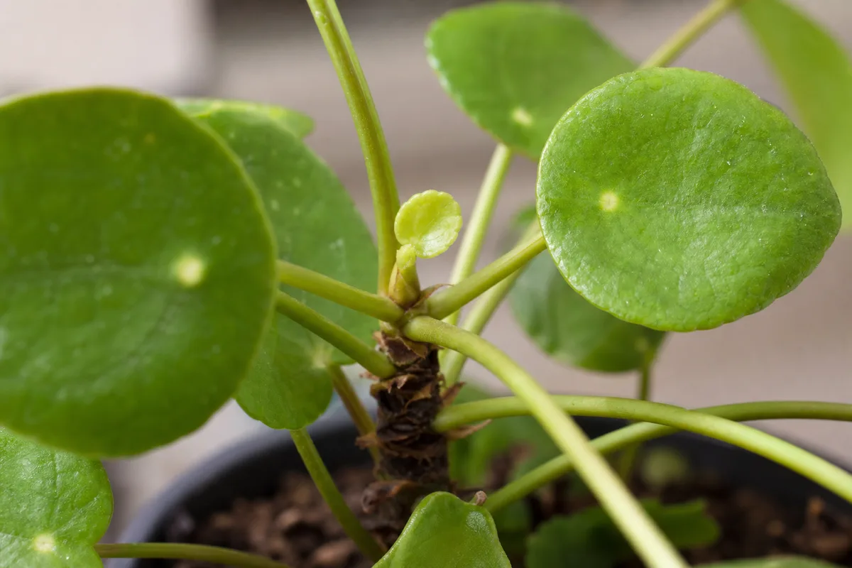 Close-up of Slow Growth on Pilea Peperomioides - diagnostic detail