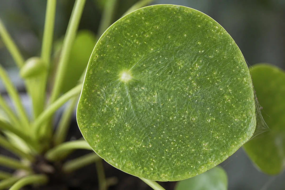 Close-up of Spider Mites on Pilea Peperomioides - diagnostic detail