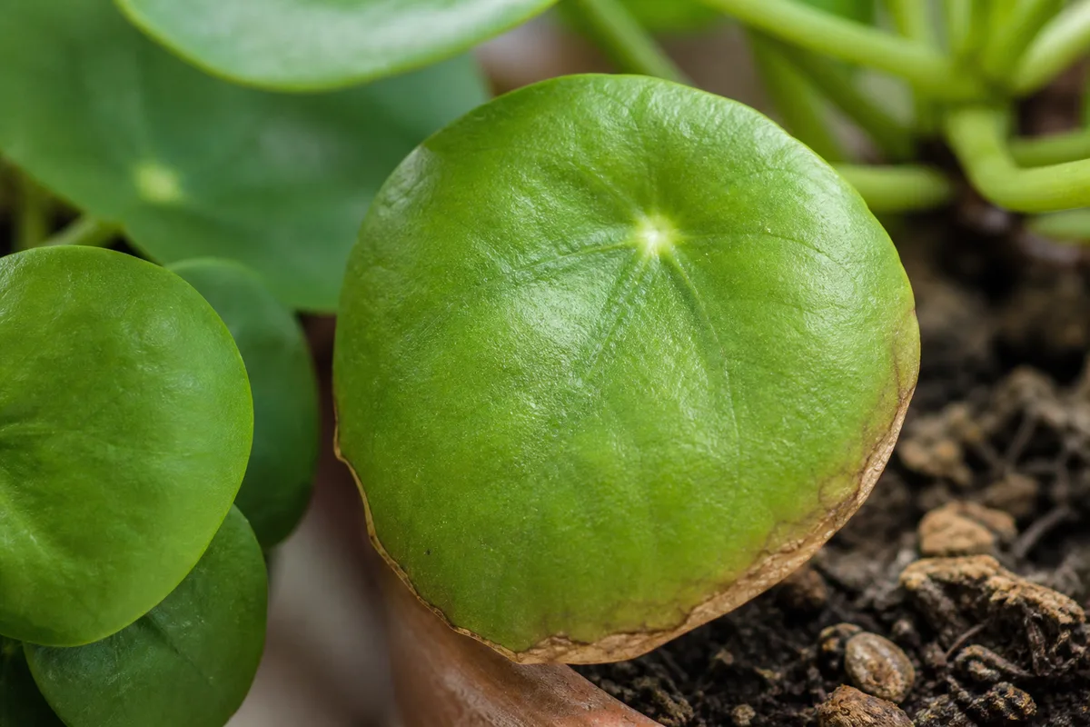Close-up of Underwatering on Pilea Peperomioides - diagnostic detail