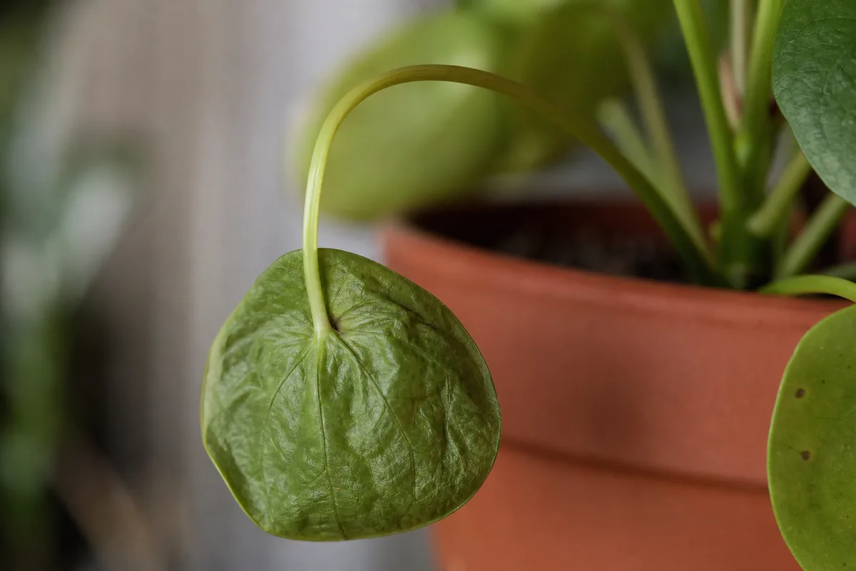 Close-up of Wilting on Pilea Peperomioides - diagnostic detail