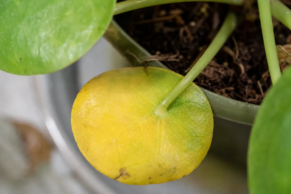 Close-up of Yellow Leaves on Pilea Peperomioides - diagnostic detail