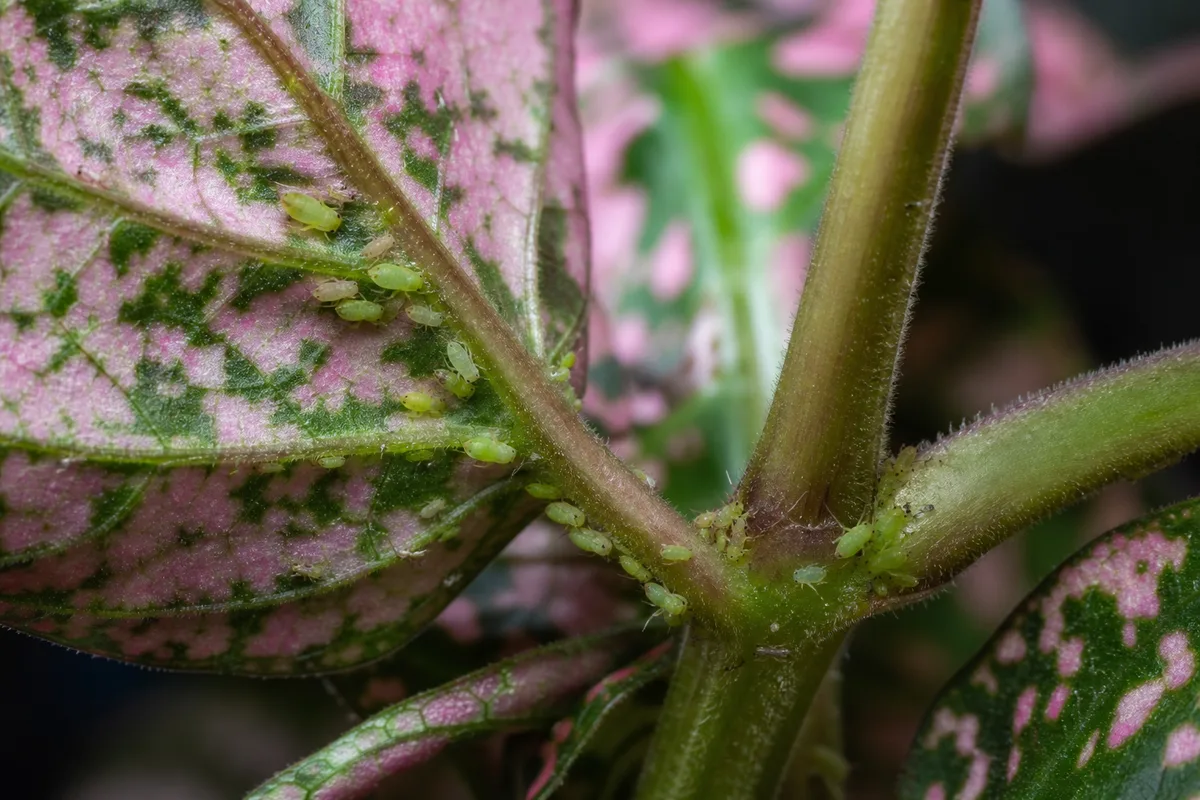 Close-up of Aphids on Polka Dot Plant - diagnostic detail