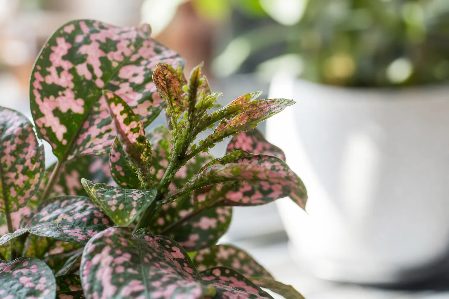 Aphids on Polka Dot Plant - visible symptom on the plant