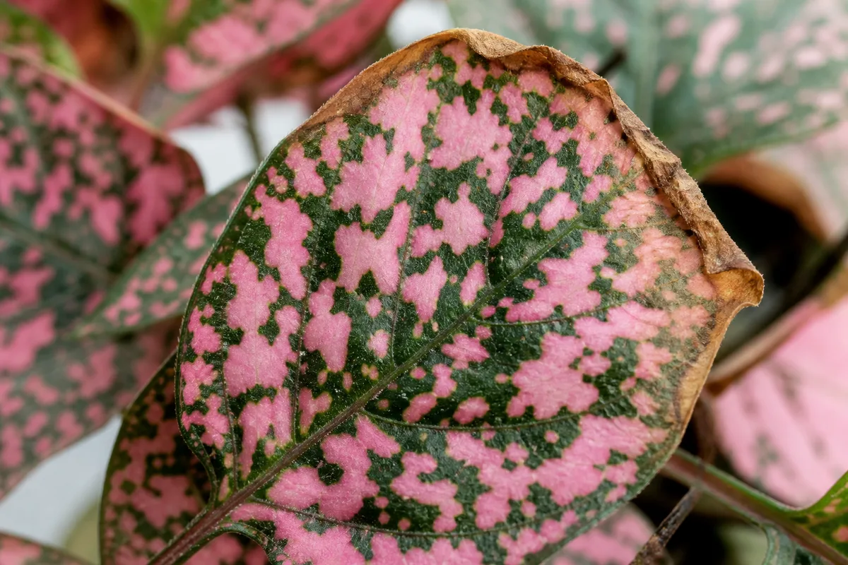 Close-up of Brown Tips on Polka Dot Plant - diagnostic detail