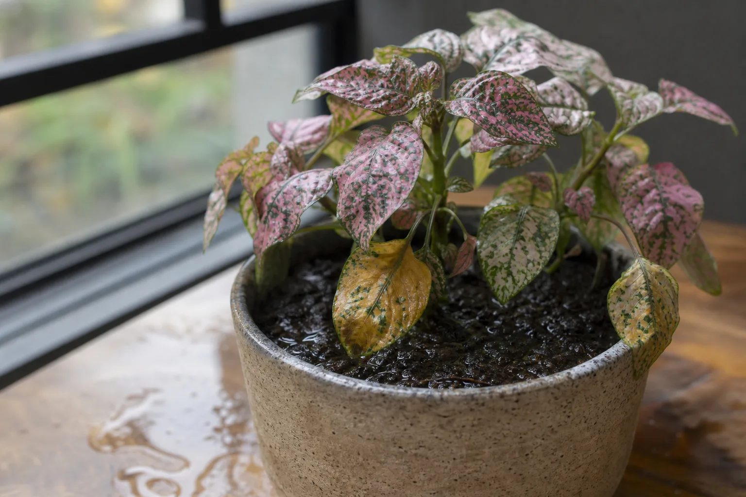 Overwatering on Polka Dot Plant - visible symptom on the plant