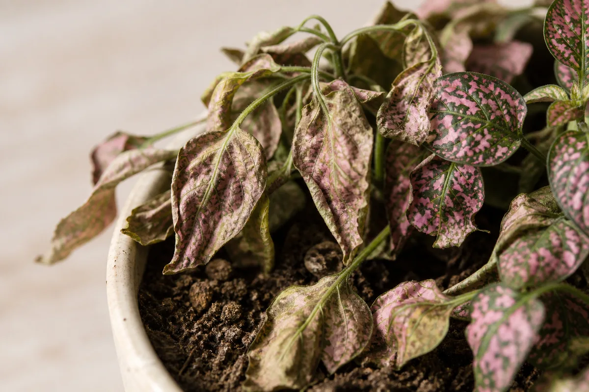 Close-up of Underwatering on Polka Dot Plant - diagnostic detail