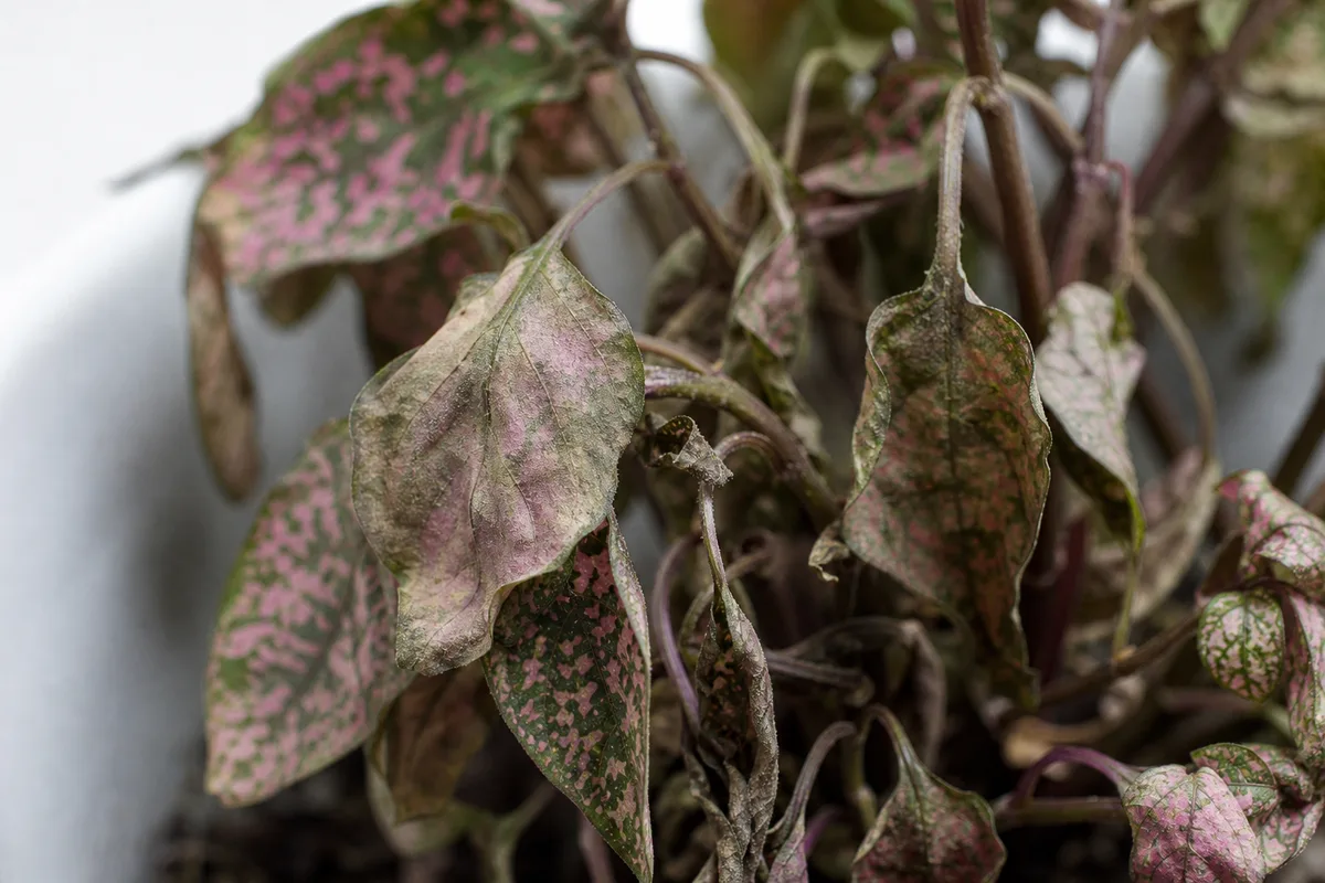 Close-up of Wilting on Polka Dot Plant - diagnostic detail