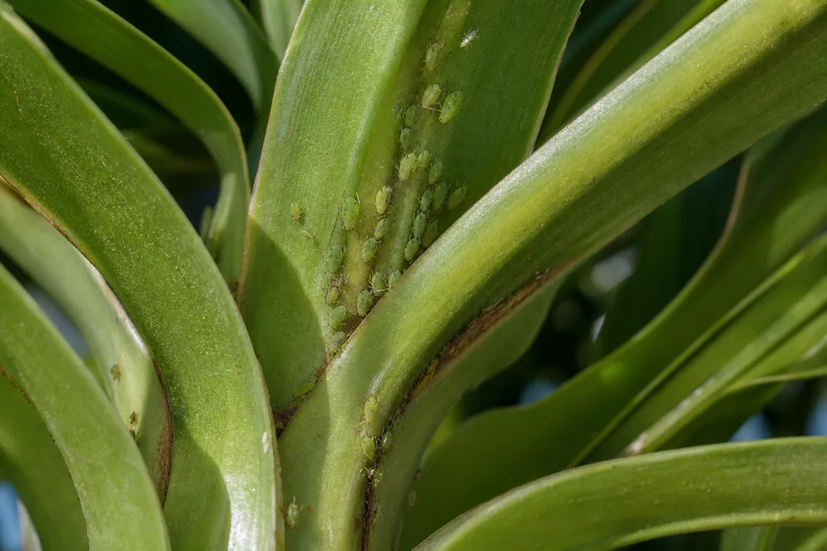 Close-up of Aphids on Ponytail Palm - diagnostic detail
