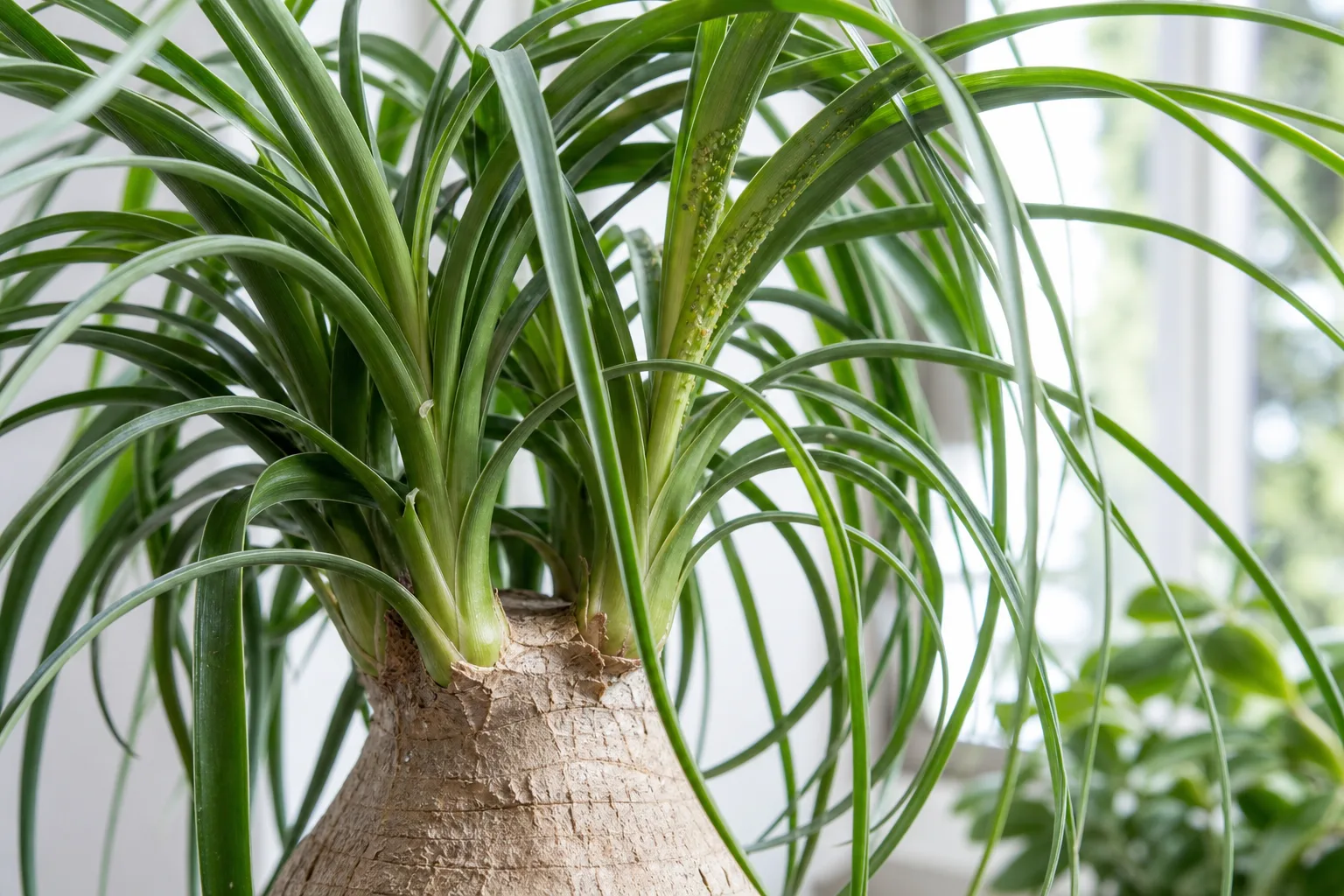 Aphids on Ponytail Palm - visible symptom on the plant