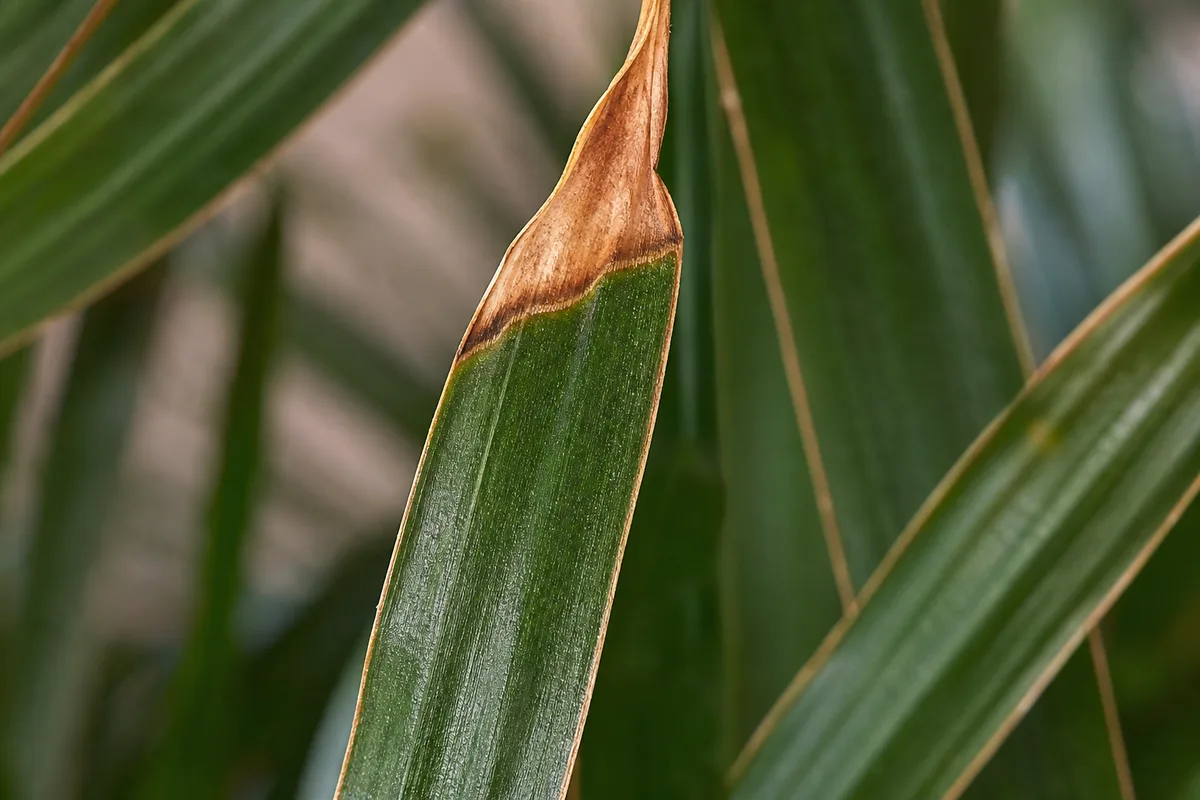 Close-up of Brown Tips on Ponytail Palm - diagnostic detail