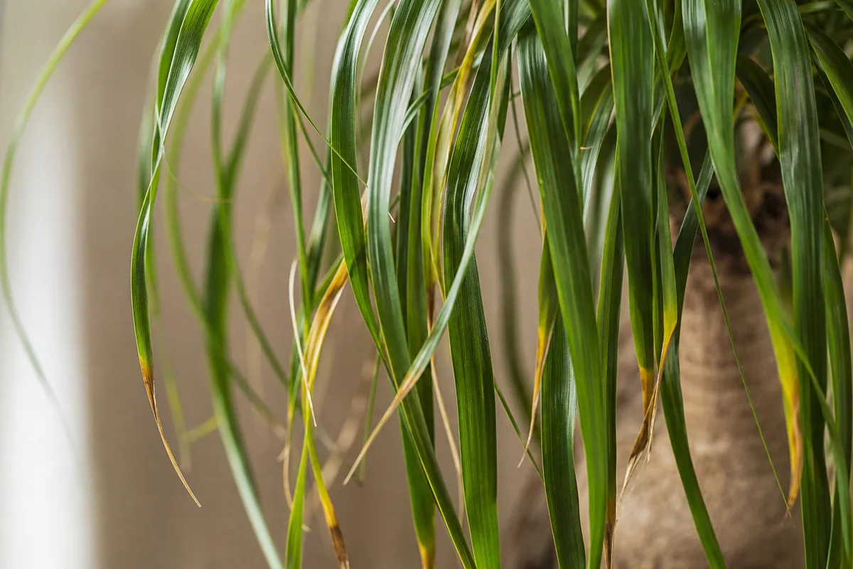 Close-up of Drooping Leaves on Ponytail Palm - diagnostic detail