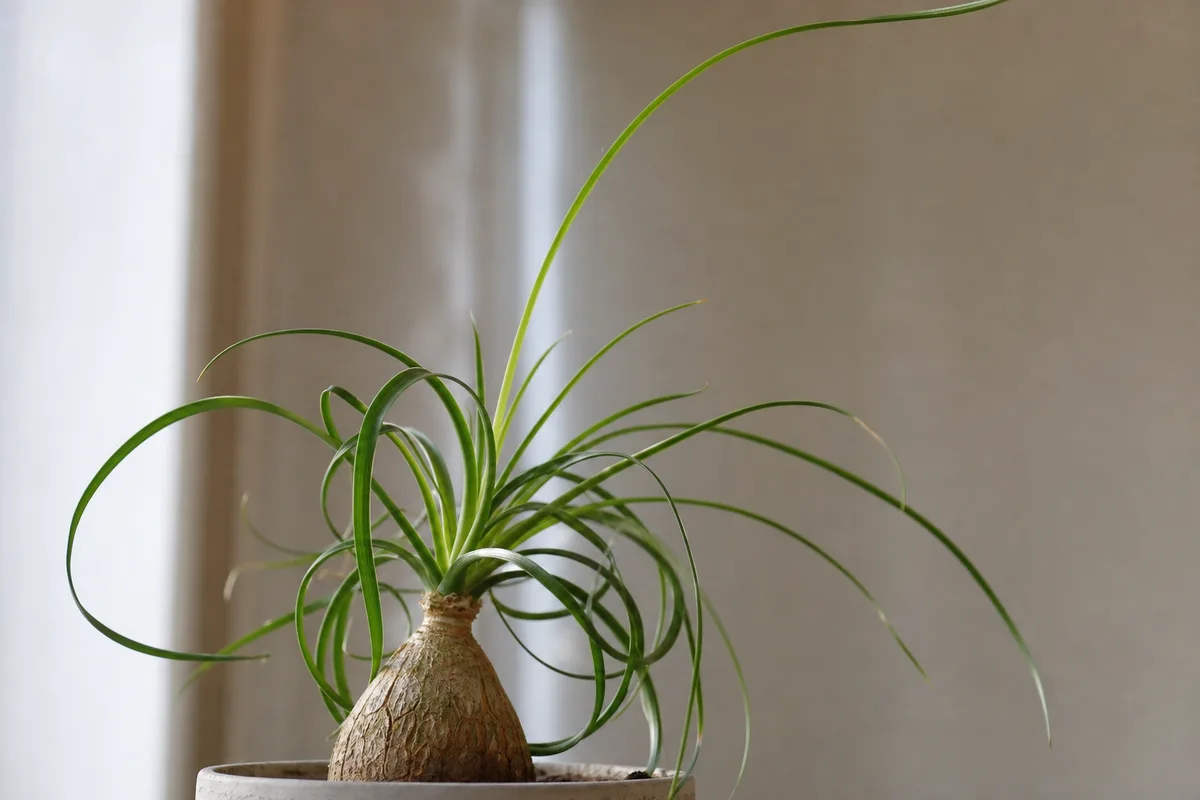 Close-up of Leggy Growth on Ponytail Palm - diagnostic detail