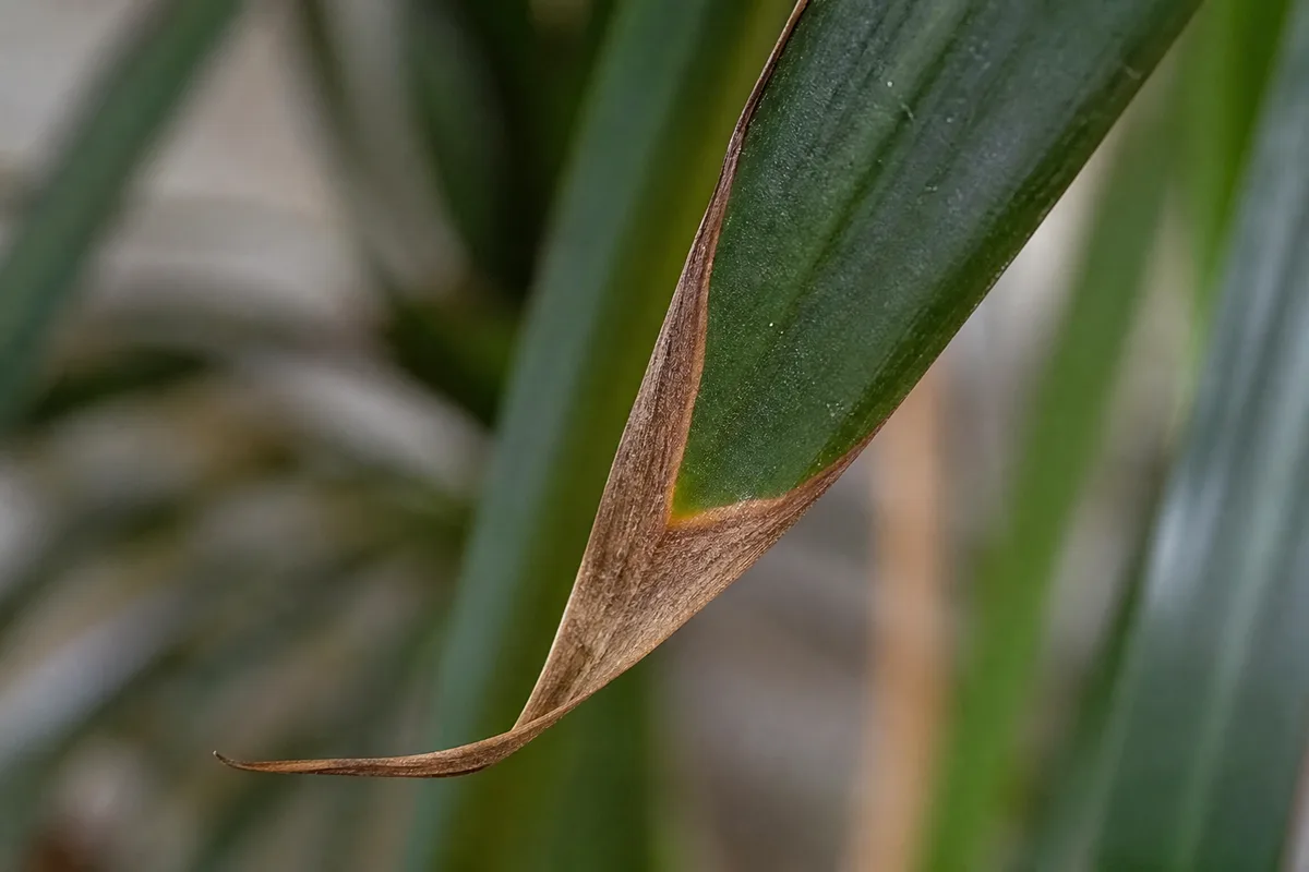 Close-up of Low Humidity on Ponytail Palm - diagnostic detail