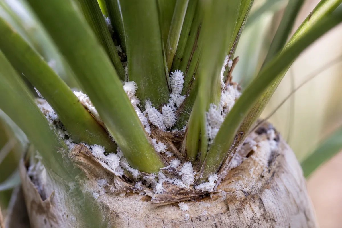 Close-up of Mealybugs on Ponytail Palm - diagnostic detail