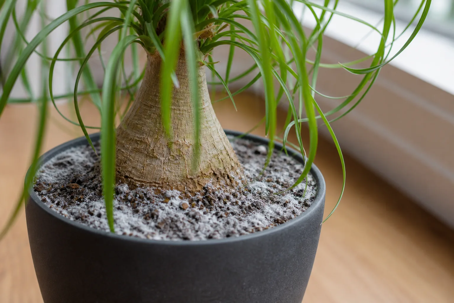 Mold on Soil on Ponytail Palm - visible symptom on the plant