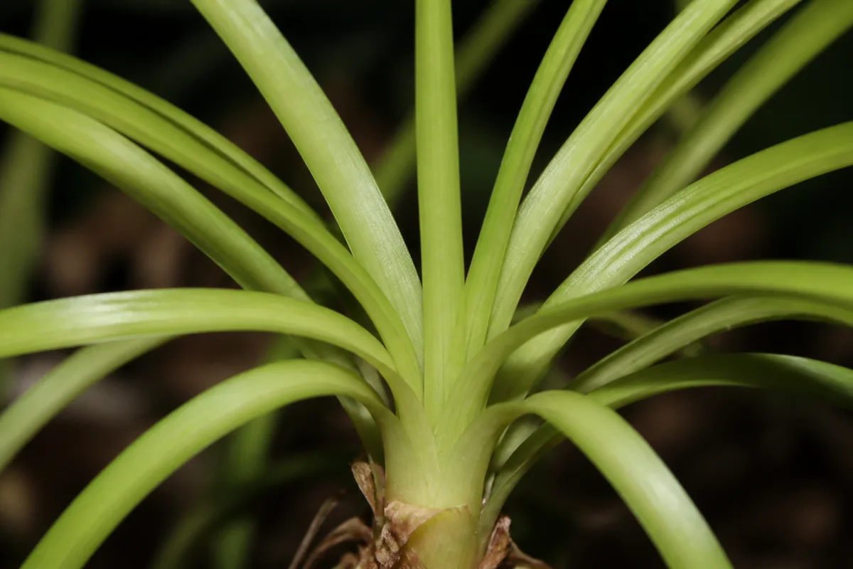 Close-up of Not Enough Light on Ponytail Palm - diagnostic detail