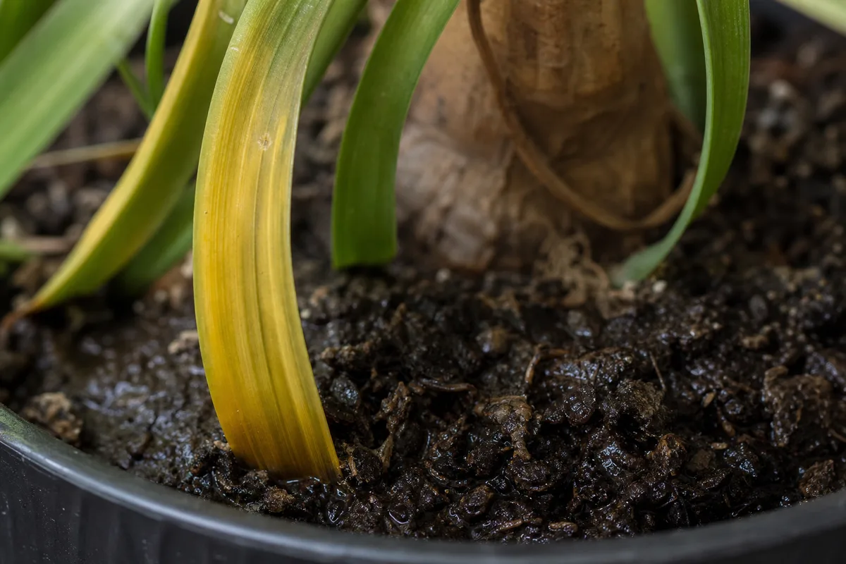 Close-up of Overwatering on Ponytail Palm - diagnostic detail