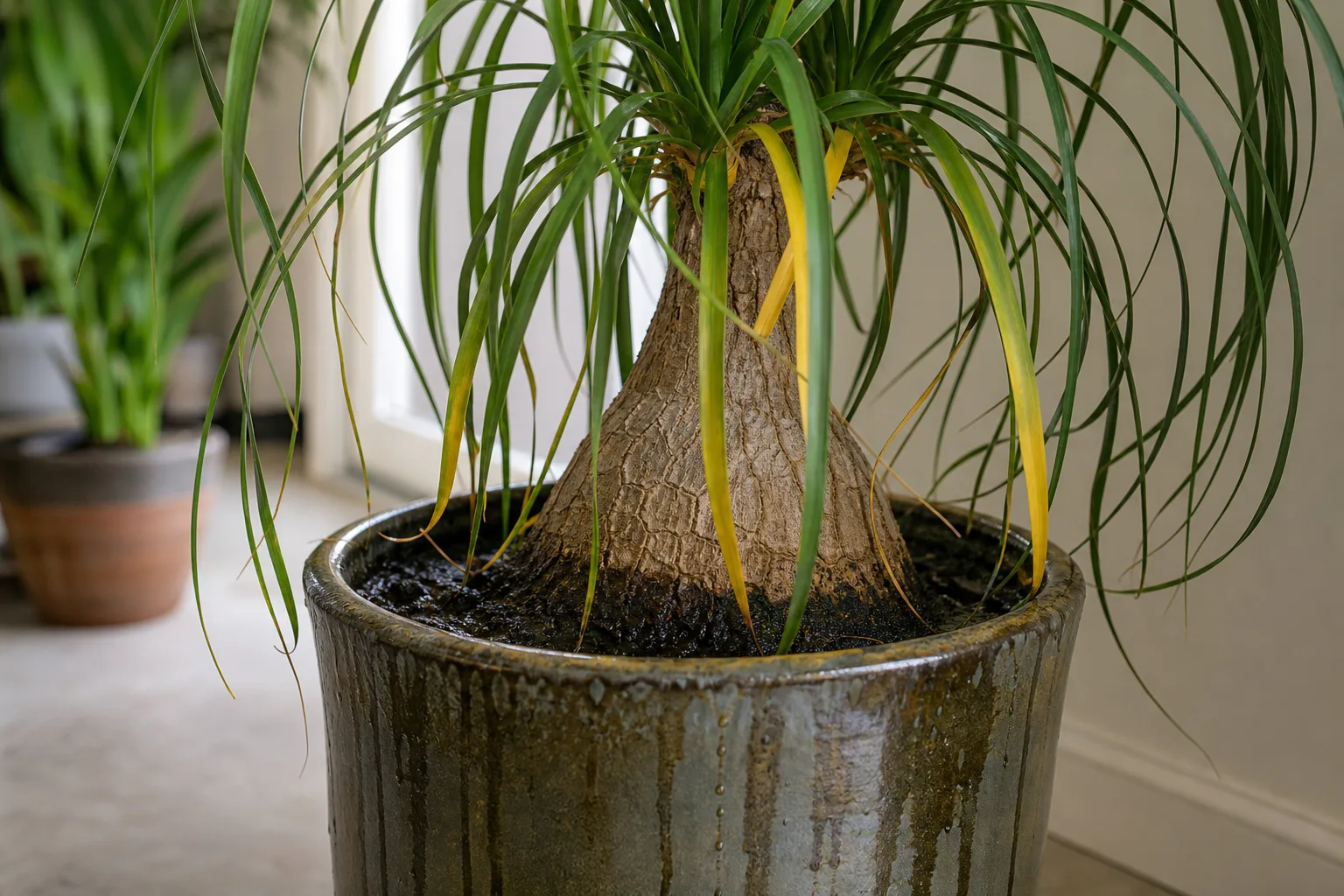 Overwatered ponytail palm with soft caudex and soggy potting mix