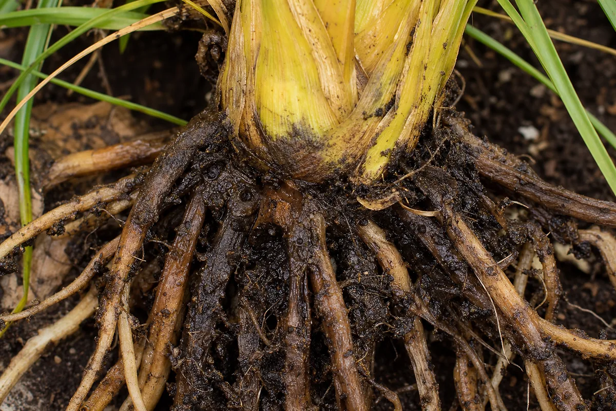 Close-up of Root Rot on Ponytail Palm - diagnostic detail