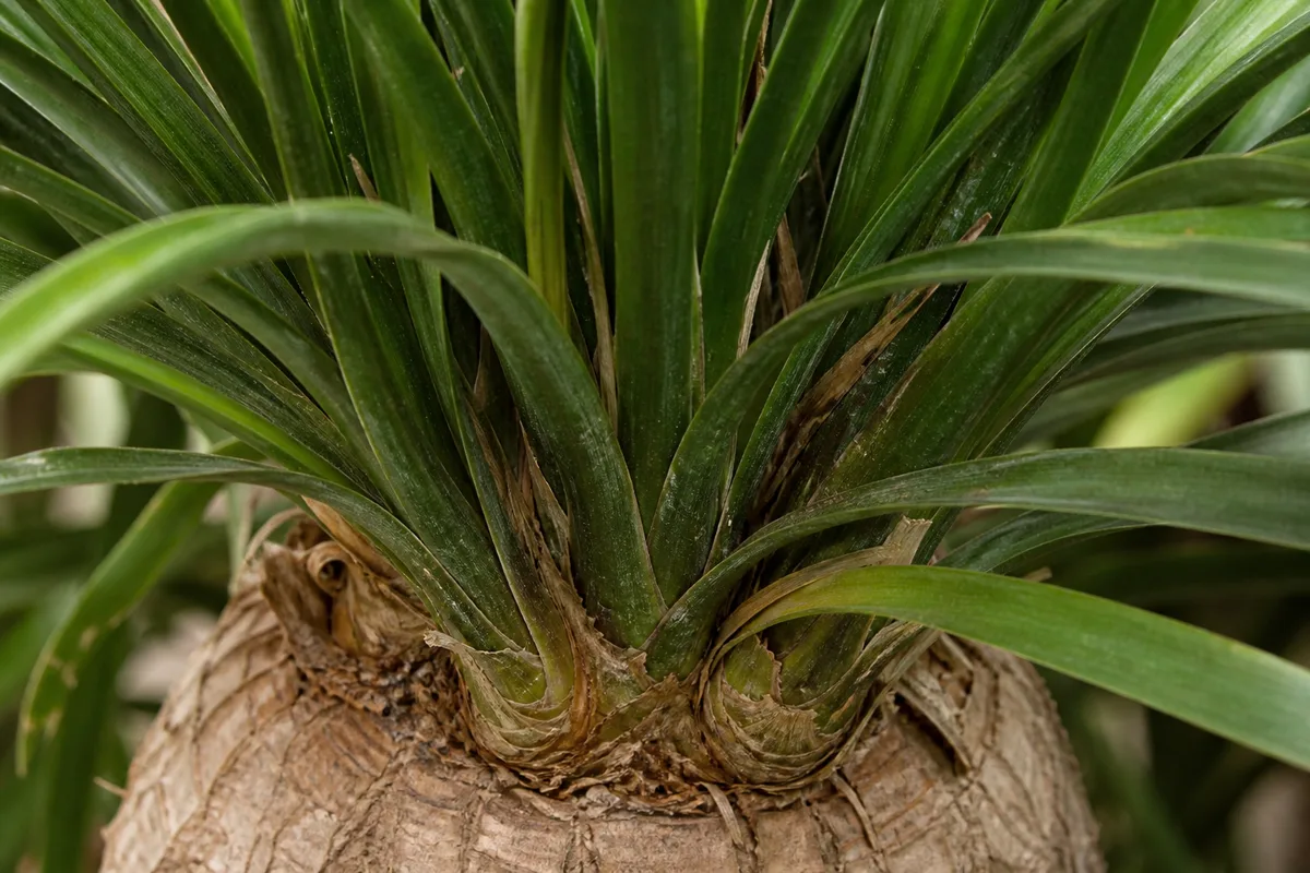 Close-up of Slow Growth on Ponytail Palm - diagnostic detail