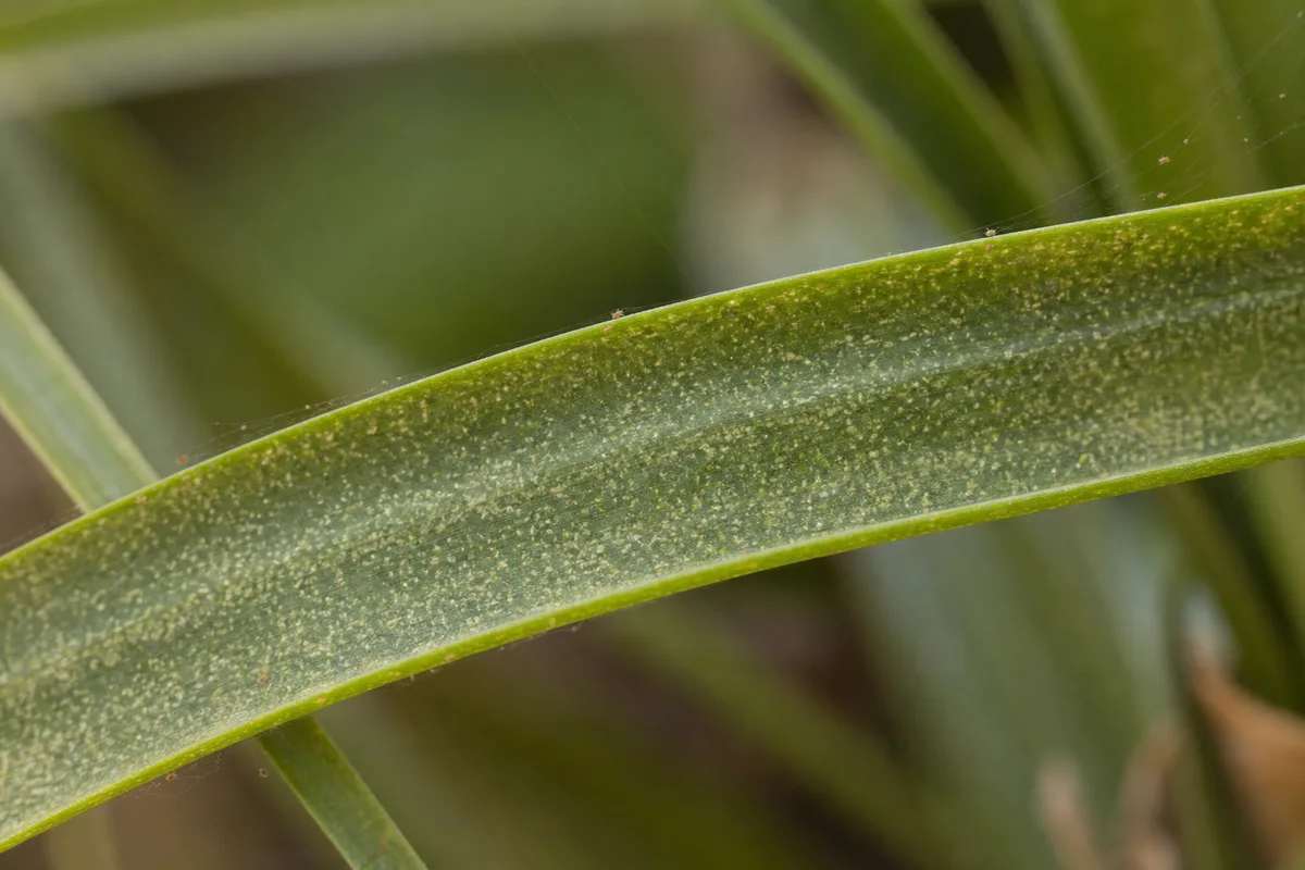 Close-up of Spider Mites on Ponytail Palm - diagnostic detail