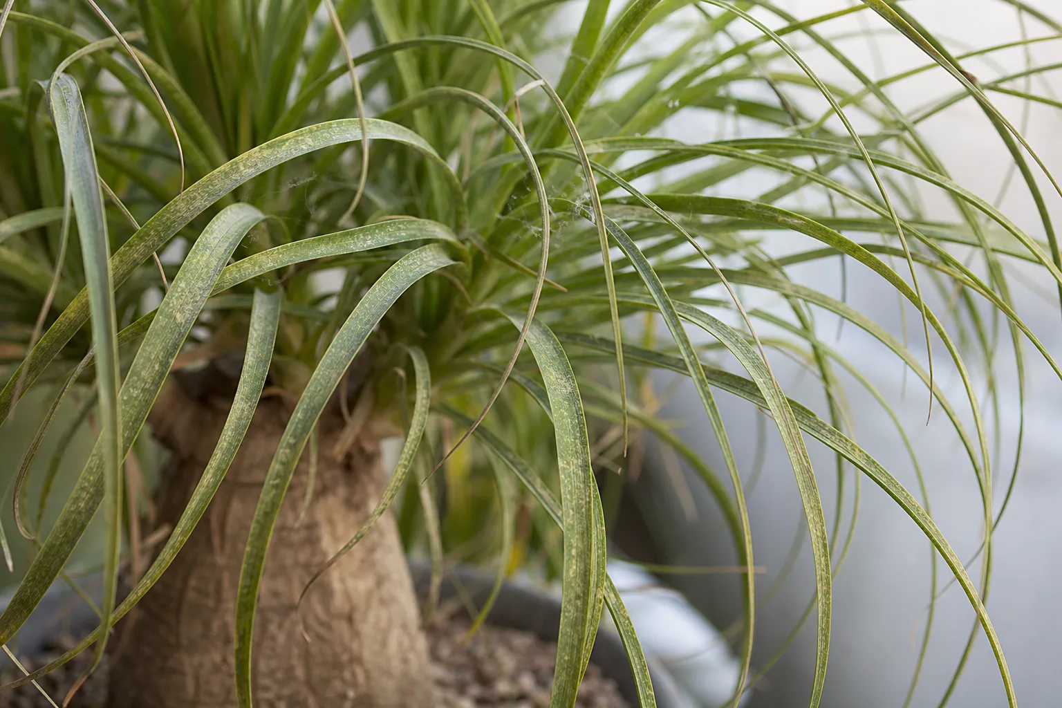 Spider Mites on Ponytail Palm - visible symptom on the plant