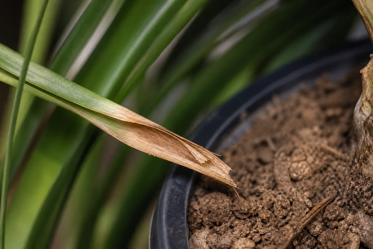 Close-up of Underwatering on Ponytail Palm - diagnostic detail