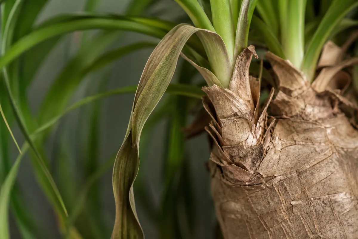 Close-up of Wilting on Ponytail Palm - diagnostic detail