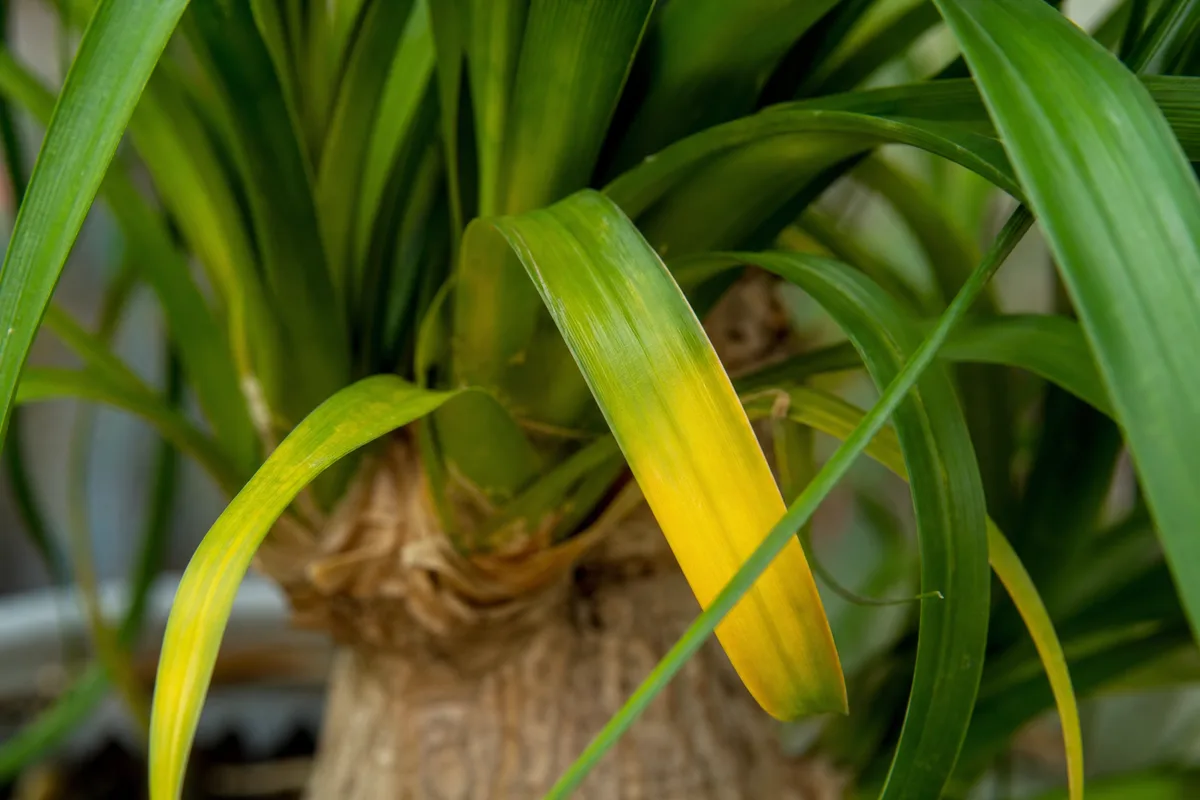 Close-up of Yellow Leaves on Ponytail Palm - diagnostic detail