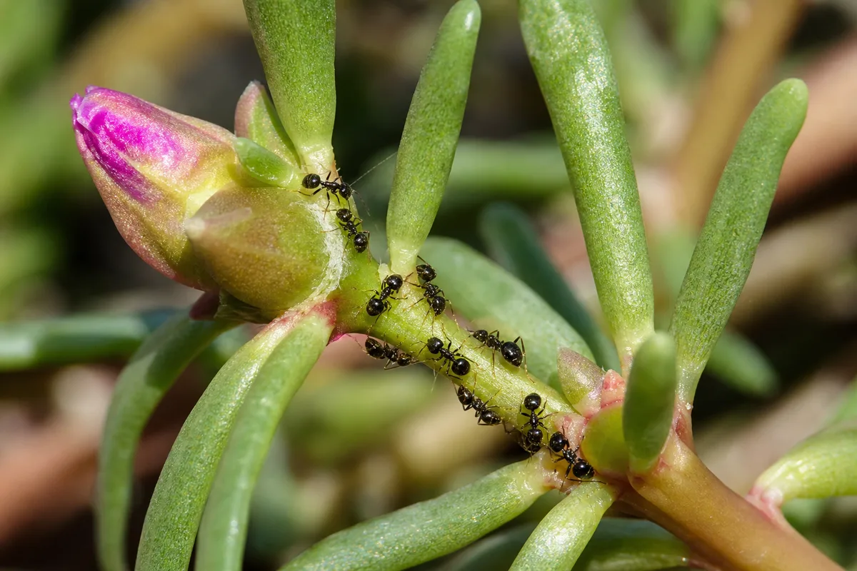 Close-up of Ants on Plant on Portulaca - diagnostic detail