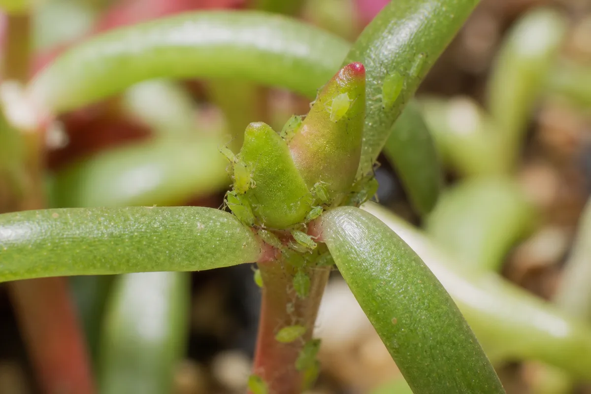 Close-up of Aphids on Portulaca - diagnostic detail