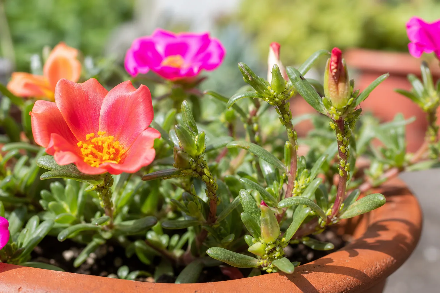 Aphids on Portulaca - visible symptom on the plant