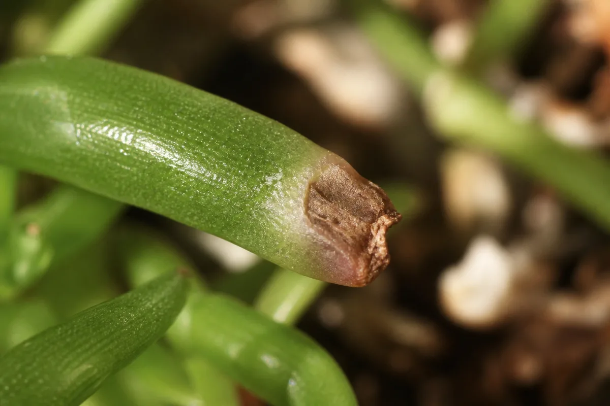 Close-up of Brown Tips on Portulaca - diagnostic detail