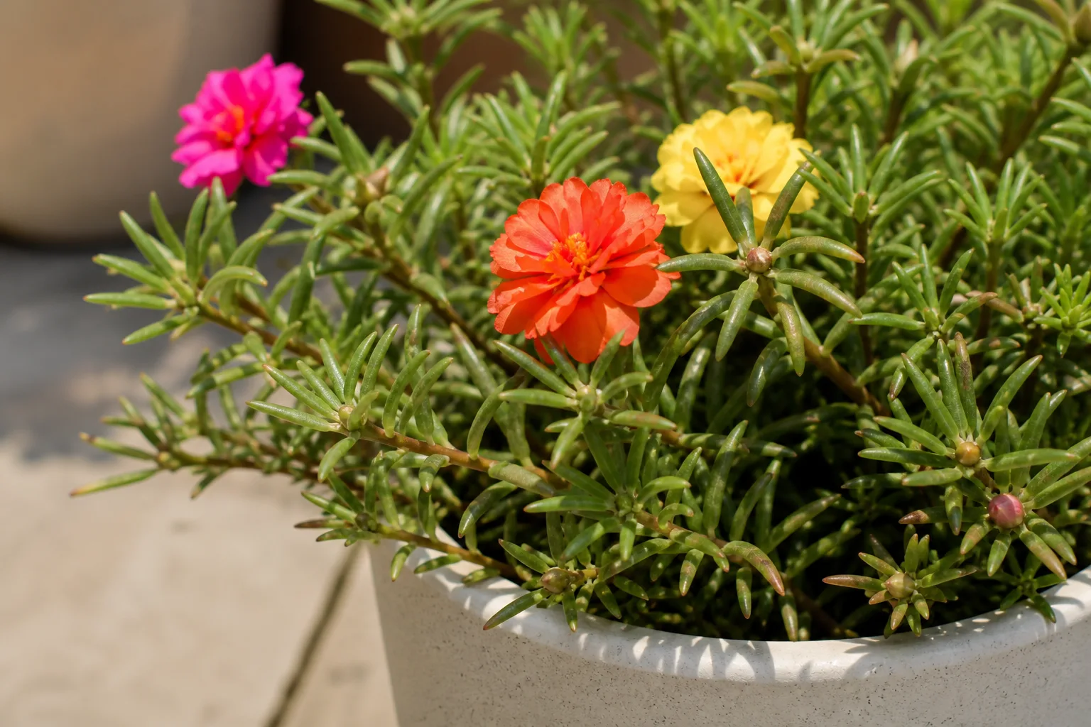 Brown Tips on Portulaca - visible symptom on the plant