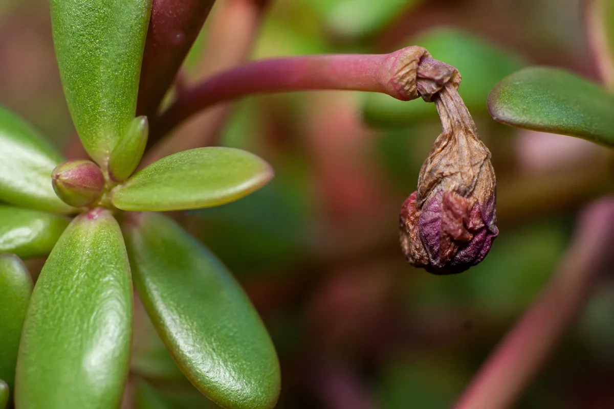 Close-up of Bud Drop on Portulaca - diagnostic detail