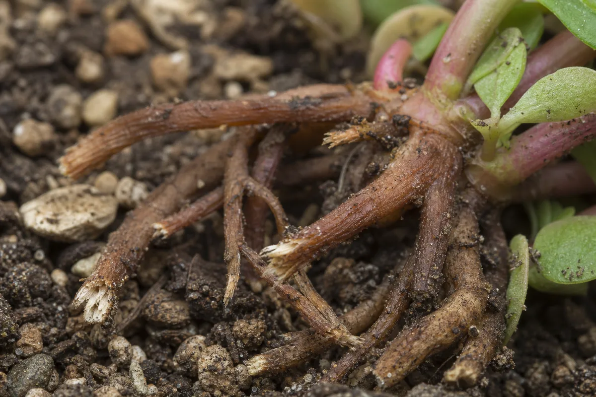 Close-up of Damaged Roots on Portulaca - diagnostic detail