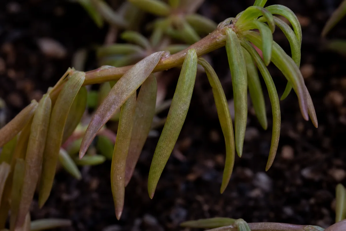 Close-up of Drooping Leaves on Portulaca - diagnostic detail