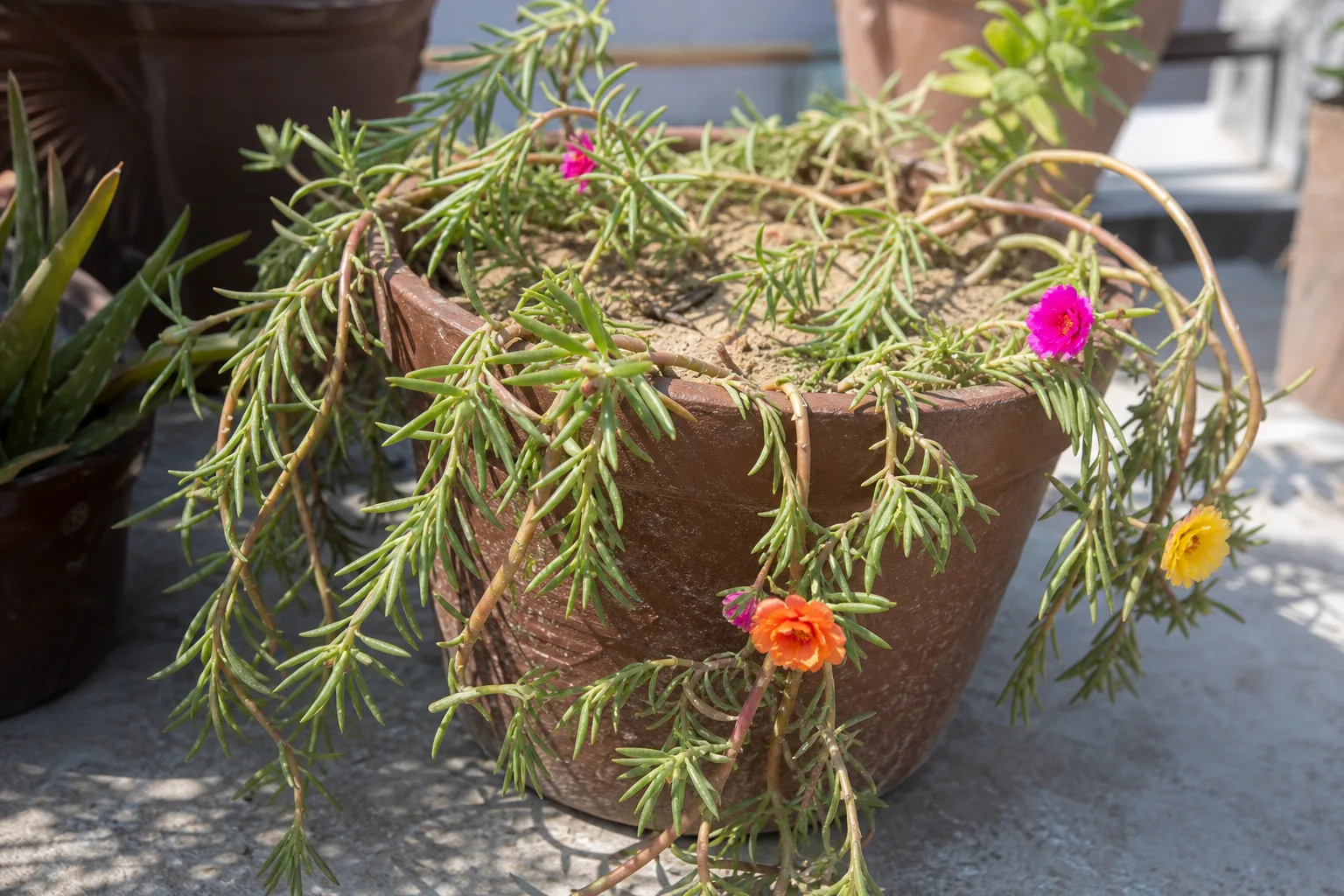 Drooping Leaves on Portulaca - visible symptom on the plant