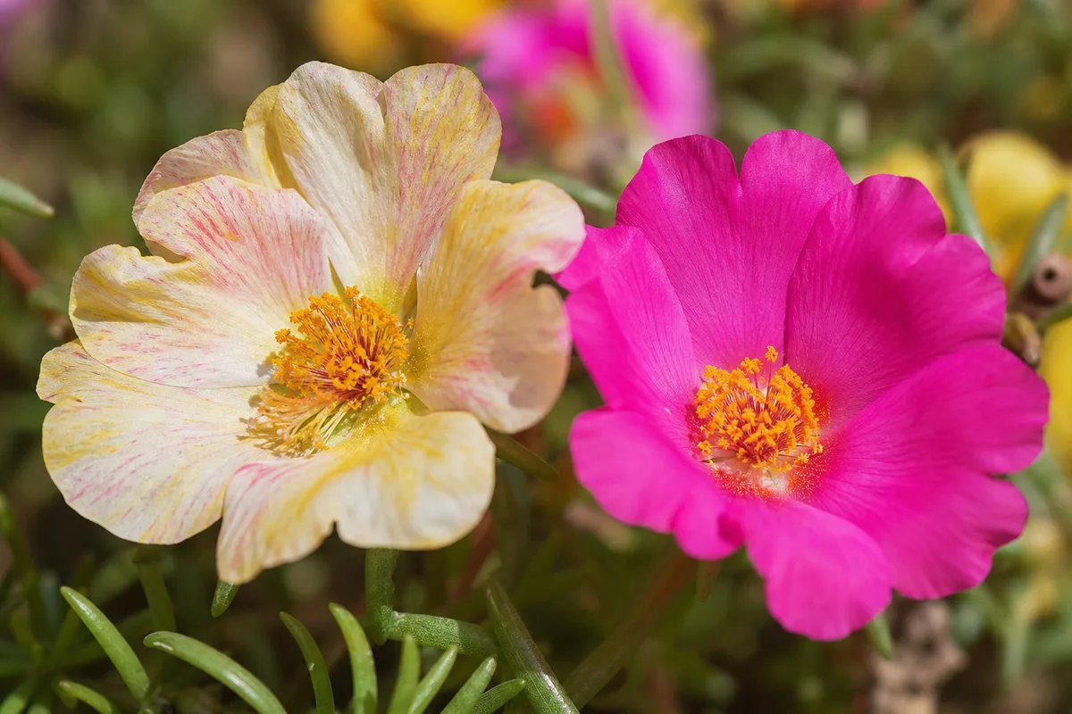 Close-up of Faded Flowers on Portulaca - diagnostic detail