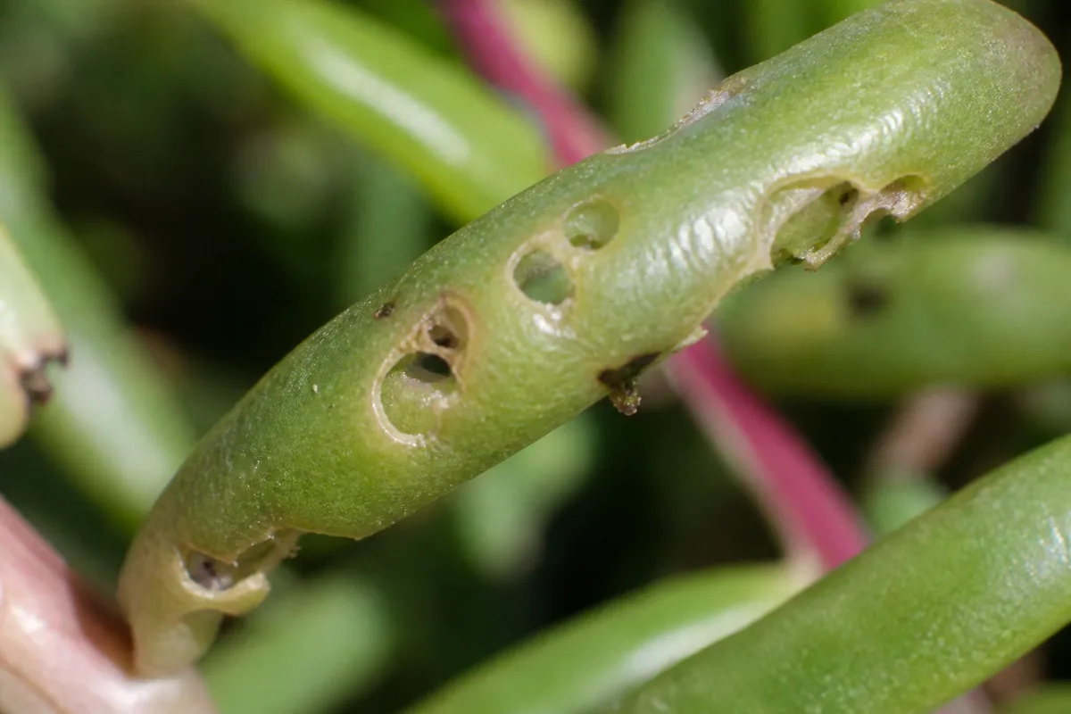 Close-up of Holes in Leaves on Portulaca - diagnostic detail