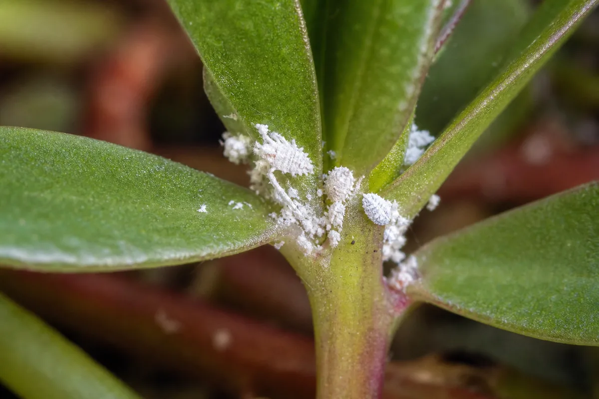 Close-up of Mealybugs on Portulaca - diagnostic detail