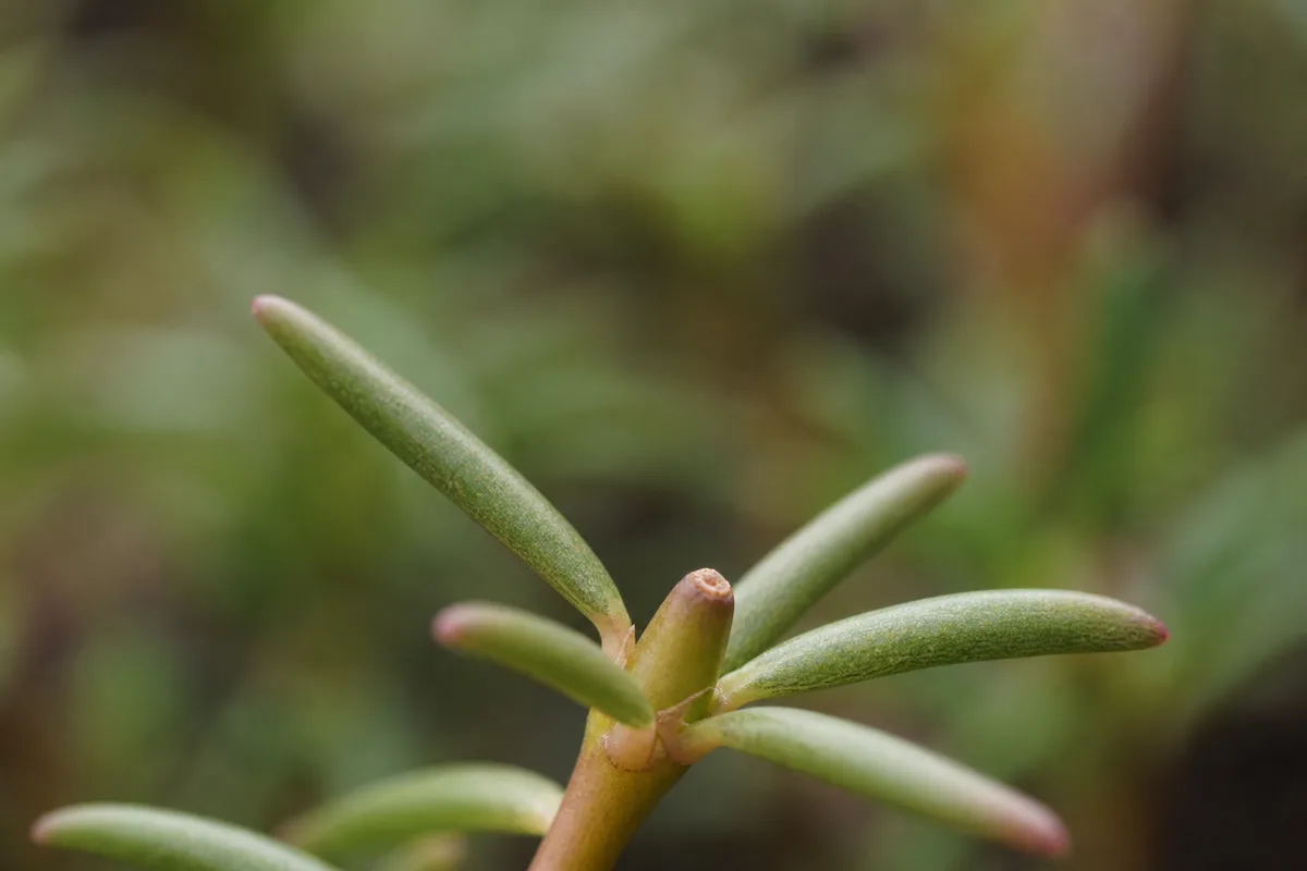 Close-up of No New Growth on Portulaca - diagnostic detail