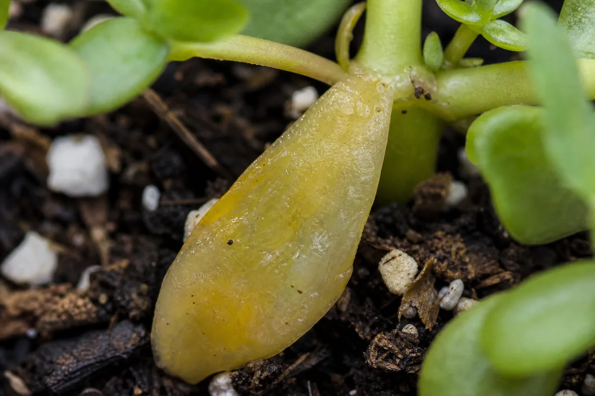 Close-up of Overwatering on Portulaca - diagnostic detail