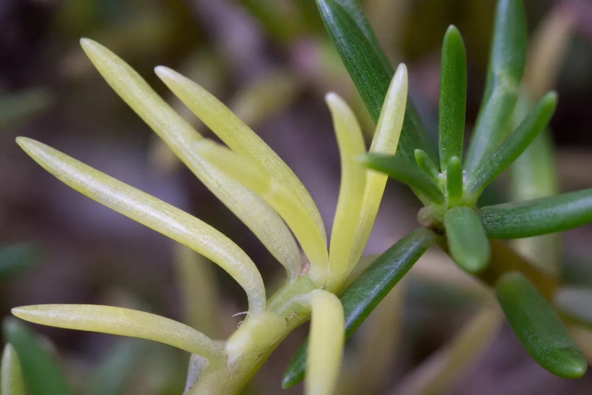 Close-up of Pale Leaves on Portulaca - diagnostic detail