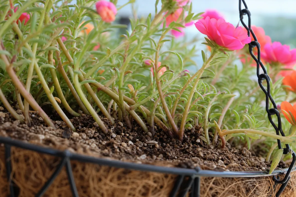 Close-up of Plant Leaning on Portulaca - diagnostic detail